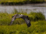 Edwin B. Forsythe National Wildlife Refuge