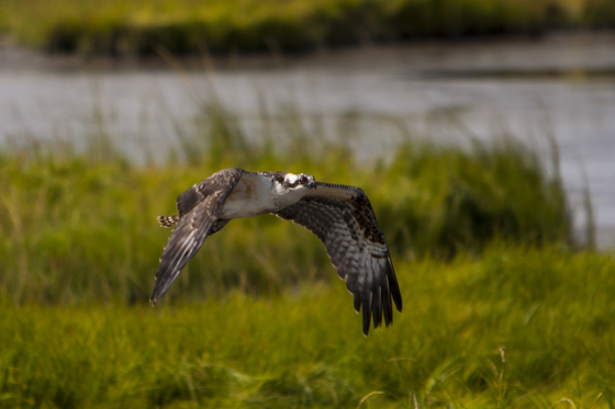 Edwin B. Forsythe National Wildlife Refuge