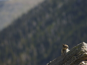 Flathead National Forest