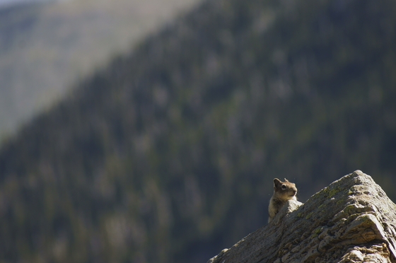 Flathead National Forest