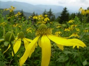 Blue Ridge Parkway