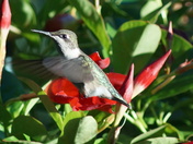 Hummingbird 