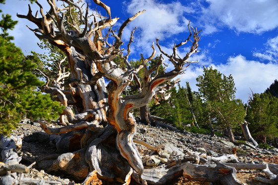 Great Basin National Park