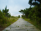 Cape Hatteras National Seashore