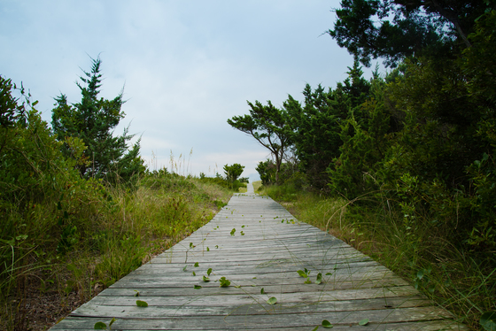 Cape Hatteras National Seashore