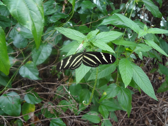 Everglades National Park