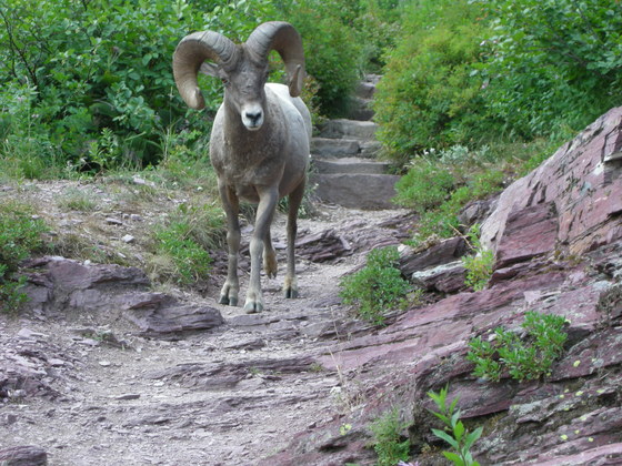 Glacier National Park