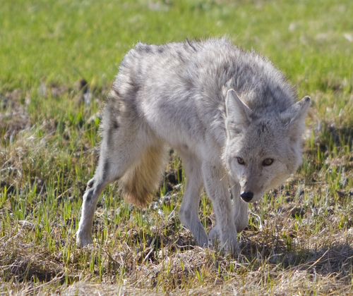 Yellowstone National Park