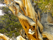 Ancient Bristlecone Pines, Inyo National Forest