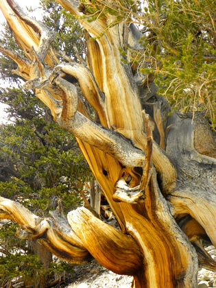 Ancient Bristlecone Pines, Inyo National Forest