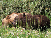 Grizzly Cubs
