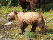 Grizzly Cub