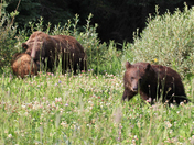 Grizzly and Cubs