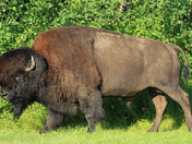 Bison Bull