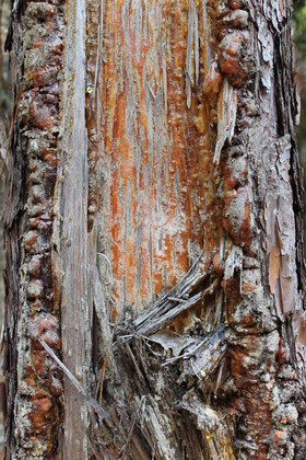 Okefenokee National Wildlife Refuge