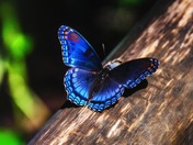 Great Smoky Mountains National Park