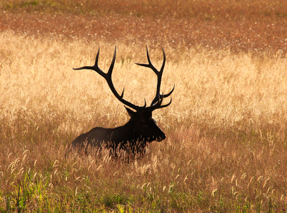 Yellowstone National Park