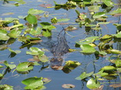 Everglades National Park