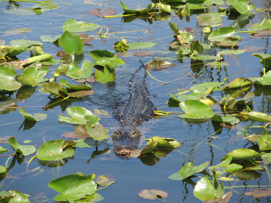 Everglades National Park