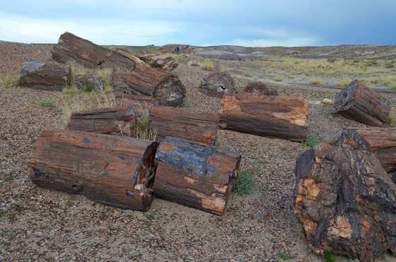 Petrified Forest National Park