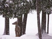 Presque Isle
