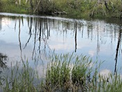 Okefenokee National Wildlife Refuge