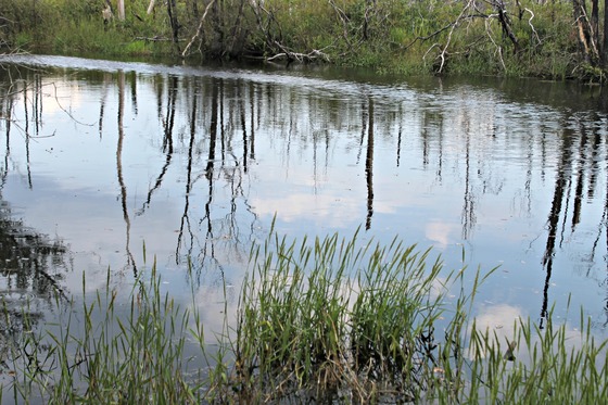 Okefenokee National Wildlife Refuge