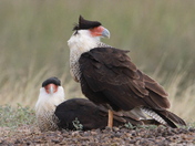 Laguna Atascosa National Wildlife Refuge