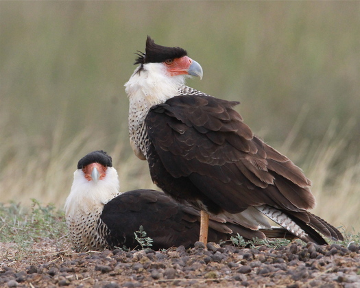 Laguna Atascosa National Wildlife Refuge
