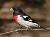 Laguna Atascosa National Wildlife Refuge