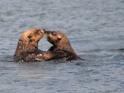 Katmai National Park