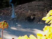 And Along Came A Spider