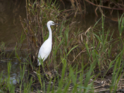 Edwin B Forsythe National Wildlife Refuge