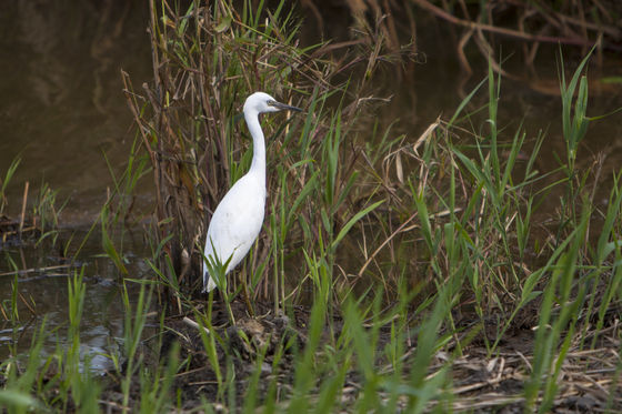 Edwin B Forsythe National Wildlife Refuge