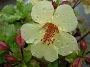 Morning dew on wildflower
