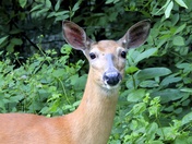 Shenandoah National Park