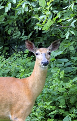 Shenandoah National Park