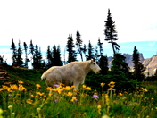 Glacier National Park