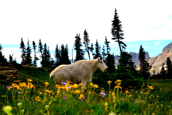 Glacier National Park