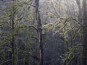 Sunlight through mossy trees