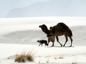 White Sands National Monument