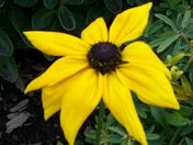 Blackeye Susan