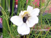 Bumble Bee on Flower