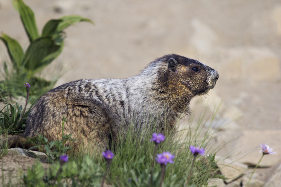 Mt. Rainier National Park