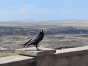 Petrified Forest National Park
