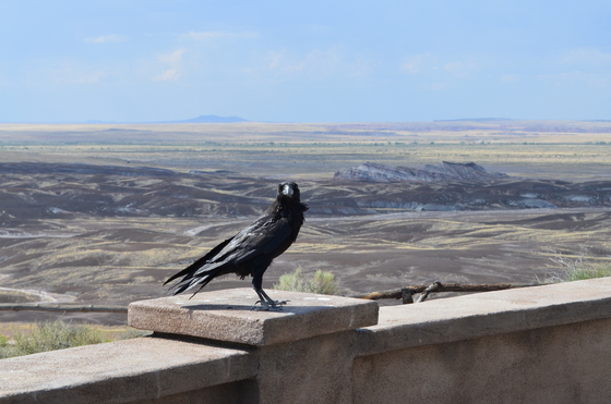 Petrified Forest National Park