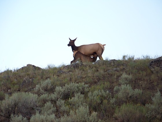 Yellowstone