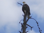 Superior National Forest