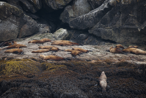 Kenai Fjords National Park, Alaska
