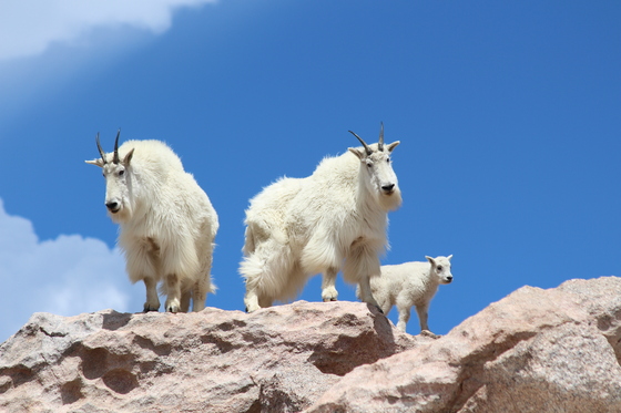 Mount Evans, CO